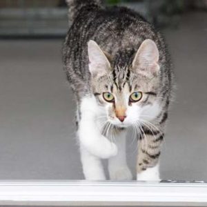 Kater Jimmys erster Schritt nach draußen / © 2017 Arche KaNaum (DN)