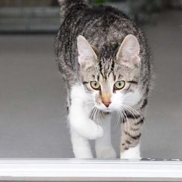 Kater Jimmys erster Schritt nach draußen  / © 2017 Arche KaNaum (DN) Kater Jimmys erster Schritt nach draußen / © 2017 Arche KaNaum (DN)
