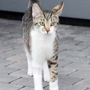 Kater Jimmy erkundet aufgeregt sein Gehege / © 2017 Arche KaNaum (DN)