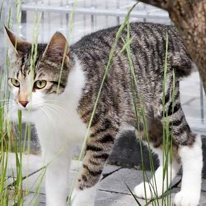 Kater Jimmy erkundet aufgeregt sein Gehege / © 2017 Arche KaNaum (DN)