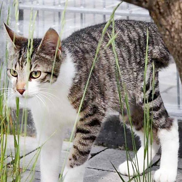 Kater Jimmy erkundet aufgeregt sein Gehege  / © 2017 Arche KaNaum (DN) Kater Jimmy erkundet aufgeregt sein Gehege / © 2017 Arche KaNaum (DN)