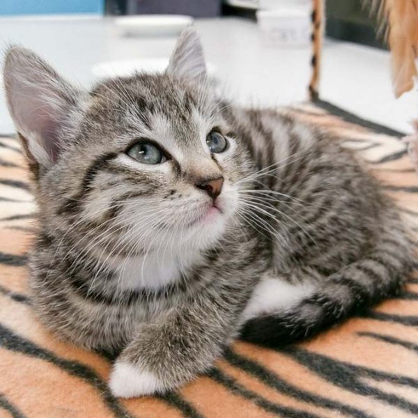 Kätzin Chantal / © 2017 Arche KaNaum (OS) Kätzin Chantal / © 2017 Arche KaNaum (OS)