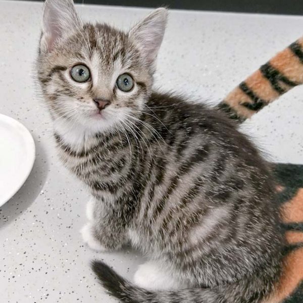 Kätzin Chantal / © 2017 Arche KaNaum (OS) Kätzin Chantal / © 2017 Arche KaNaum (OS)