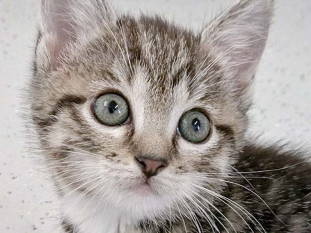 Kätzin Chantal / © 2017 Arche KaNaum (OS)