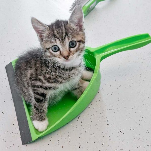 Kätzin Chantal / © 2017 Arche KaNaum (OS) Kätzin Chantal / © 2017 Arche KaNaum (OS)