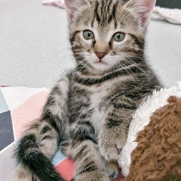 Kätzin Jaqueline / © 2017 Arche KaNaum (OS)