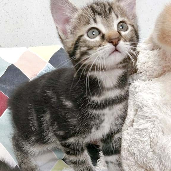 Kätzin Jaqueline / © 2017 Arche KaNaum (OS)