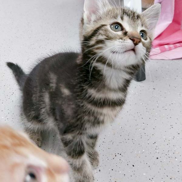 Kätzin Jaqueline / © 2017 Arche KaNaum (OS)