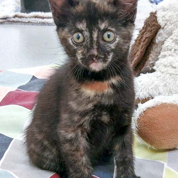 Kätzin Mandy / © 2017 Arche KaNaum (OS) Kätzin Mandy / © 2017 Arche KaNaum (OS)