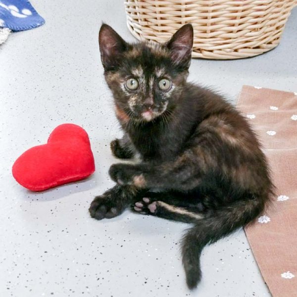 Kätzin Mandy / © 2017 Arche KaNaum (OS) Kätzin Mandy / © 2017 Arche KaNaum (OS)