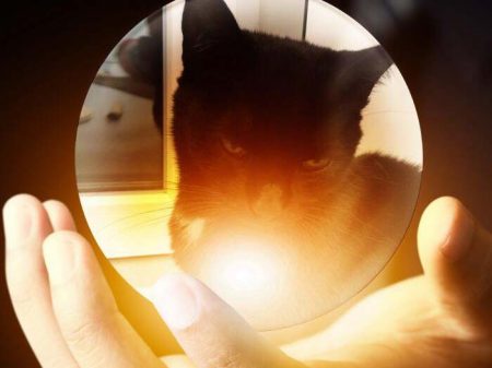 Kätzin Flocke / © 2017 Superphoto / Arche KaNaum / D. Nürnberg 2017