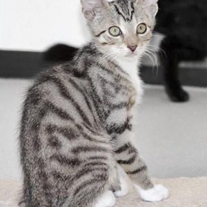 Kater Diego / © 2017 Arche KaNaum (DN)