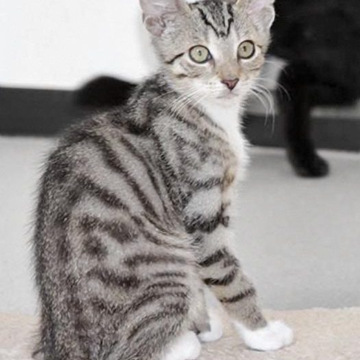 Kater Diego / © 2017 Arche KaNaum (DN)