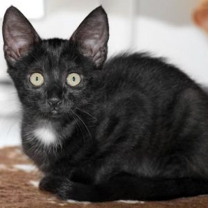 Kätzin Elli / © 2017 Arche KaNaum (DN)