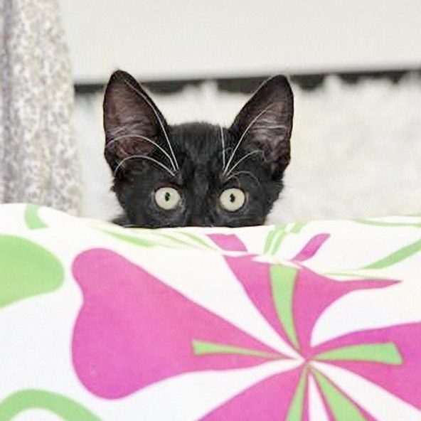 Kätzin Elli / © 2017 Arche KaNaum (DN) Kätzin Elli / © 2017 Arche KaNaum (DN)