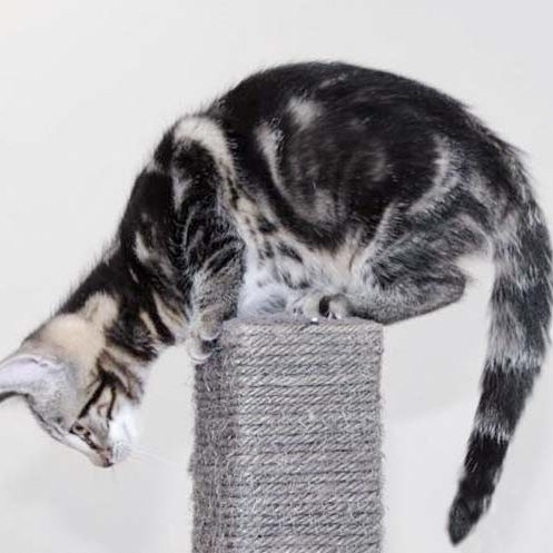 Kätzin Jaqueline / © 2017 Arche KaNaum (DN)