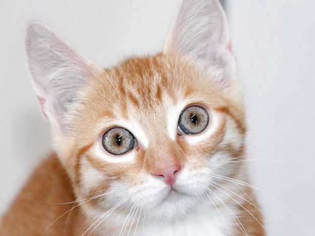 Kater Justin / © 2017 Arche KaNaum (DN)