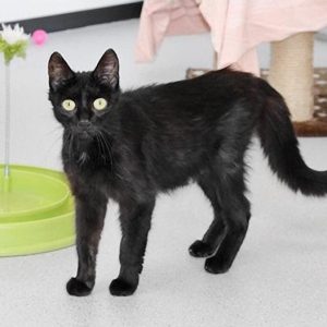 Kätzin Mäuschen / © 2017 Arche KaNaum (DN)