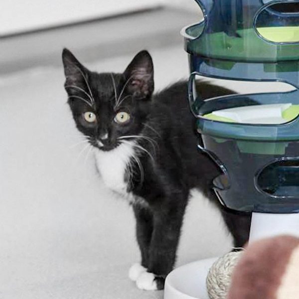 Kätzin Peaches / © 2017 Arche KaNaum (DN) Kätzin Peaches / © 2017 Arche KaNaum (DN)