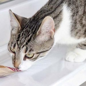 Kater Jimmy / © 2017 Arche KaNaum (DN)