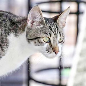 Kater Jimmy / © 2017 Arche KaNaum (DN)