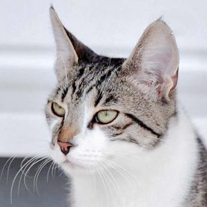 Kater Jimmy / © 2017 Arche KaNaum (DN)