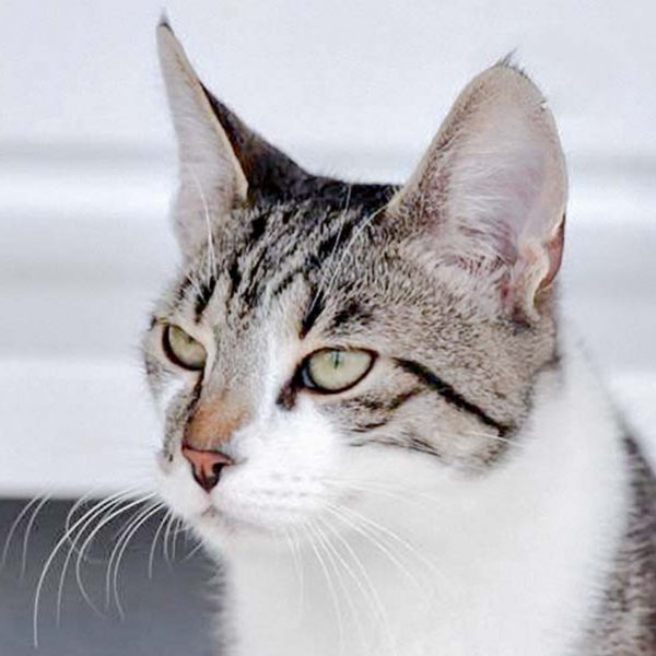 Kater Jimmy  / © 2017 Arche KaNaum (DN) Kater Jimmy / © 2017 Arche KaNaum (DN)