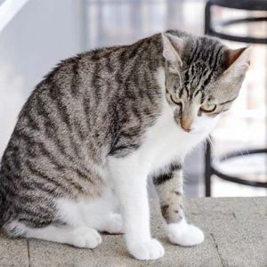 Kater Jimmy / © 2017 Arche KaNaum (DN)