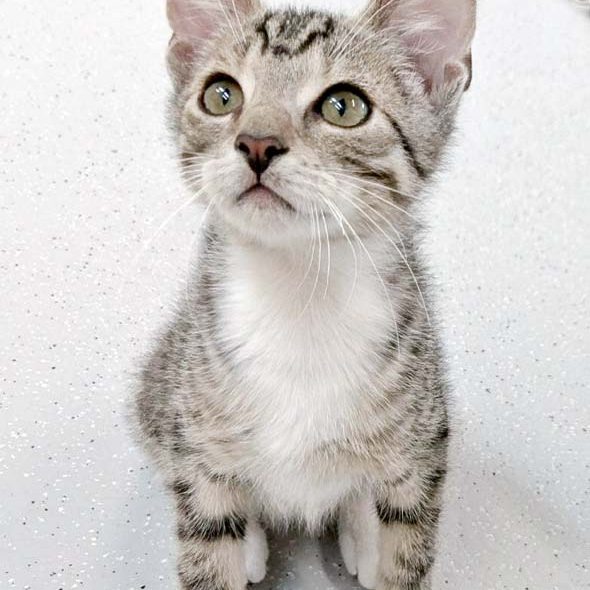 Kater Diego / © 2017 Arche KaNaum (OS)