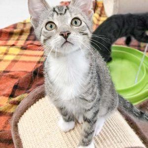 Kater Diego / © 2017 Arche KaNaum (OS)