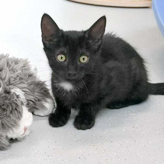 Kätzin Elli / © 2017 Arche KaNaum (OS) Kätzin Elli / © 2017 Arche KaNaum (OS)