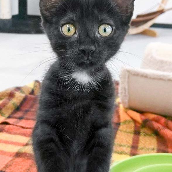 Kätzin Elli / © 2017 Arche KaNaum (OS) Kätzin Elli / © 2017 Arche KaNaum (OS)