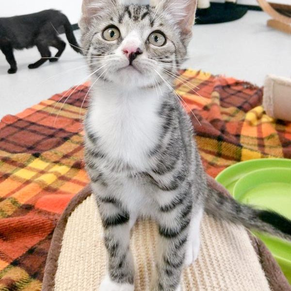 Kater Manni / © 2017 Arche KaNaum (OS)