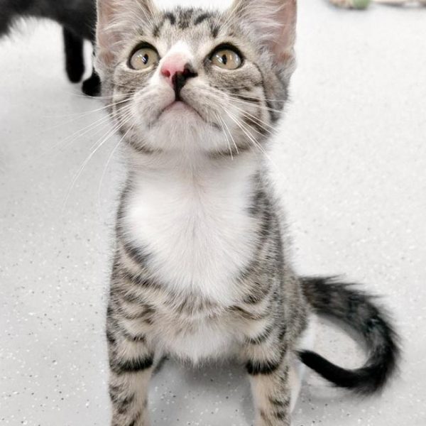 Kater Manni / © 2017 Arche KaNaum (OS)