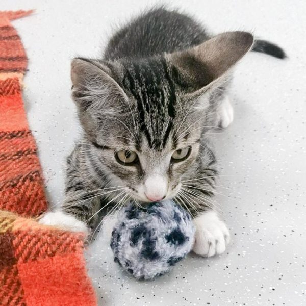 Kater Manni / © 2017 Arche KaNaum (OS)