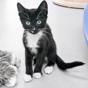 Kätzin Peaches / © 2017 Arche KaNaum (OS)