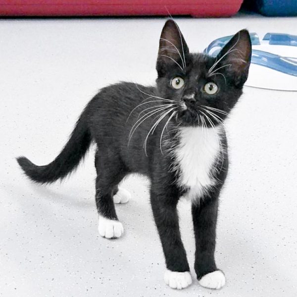 Kätzin Peaches / © 2017 Arche KaNaum (OS) Kätzin Peaches / © 2017 Arche KaNaum (OS)