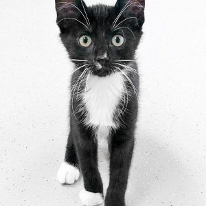 Kätzin Peaches / © 2017 Arche KaNaum (OS)