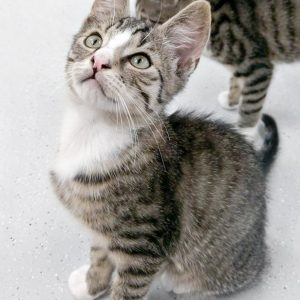 Kater Sid / © 2017 Arche KaNaum (OS)