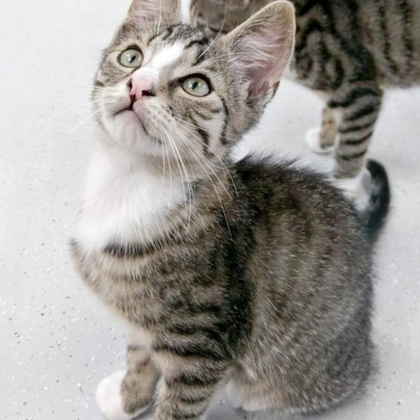 Kater Sid / © 2017 Arche KaNaum (OS)