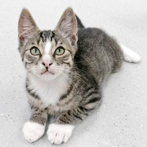 Kater Sid / © 2017 Arche KaNaum (OS)