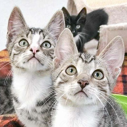 Katerchen Diego (v.) und Sid mit Schwesterchen Peaches (h.) / © 2017 Arche KaNaum (OS)