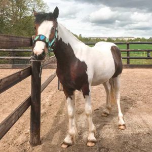 Stute Juno / © 2018 Arche KaNaum (DN) Stute Juno / © 2018 Arche KaNaum (DN)