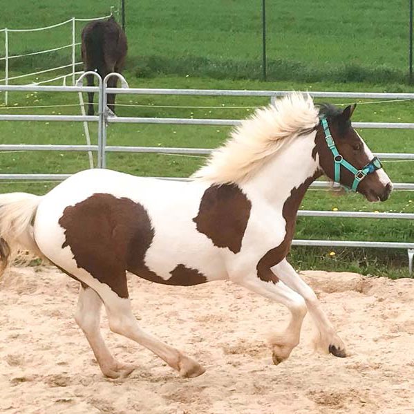 Stute Juno / © 2018 Arche KaNaum (DN)