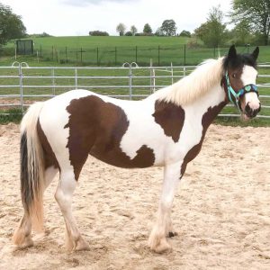 Stute Juno / © 2018 Arche KaNaum (DN) Stute Juno / © 2018 Arche KaNaum (DN)