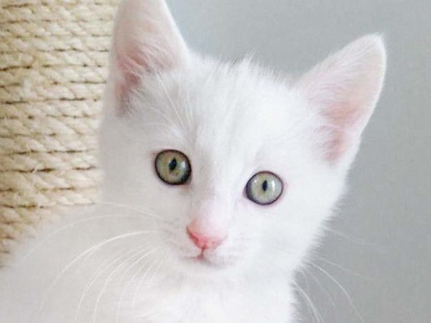 Kätzin Emmi / © 2017 Arche KaNaum (OS)