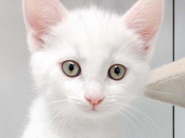 Kätzin Pebbels / © 2017 Arche KaNaum (OS)