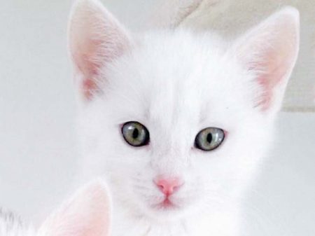 Kätzin Stella / © 2017 Arche KaNaum (OS)