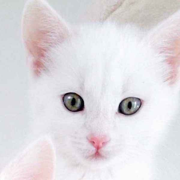 Kätzin Stella / © 2017 Arche KaNaum (OS) Kätzin Stella / © 2017 Arche KaNaum (OS)