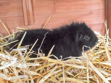 Meerschweinchen-Böckchen Max / © 2017 Arche KaNaum (AE)